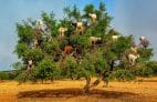 Surfen in Agadir: Ziegen sitzen in einem Baum